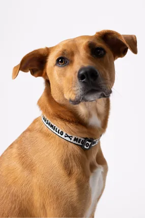 Puppy Division Collar