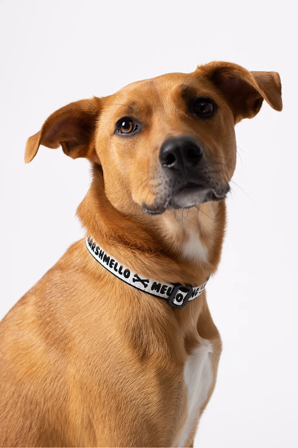 Puppy Division Collar